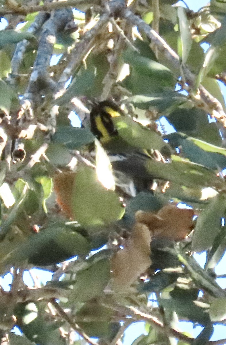 granparula - ML646595065