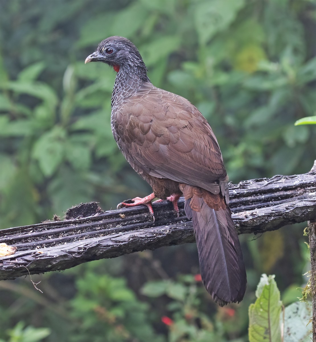 guan andský - ML646595066