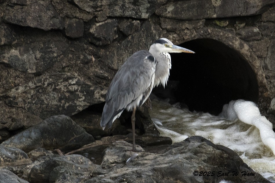 Koartza hauskara - ML646595067