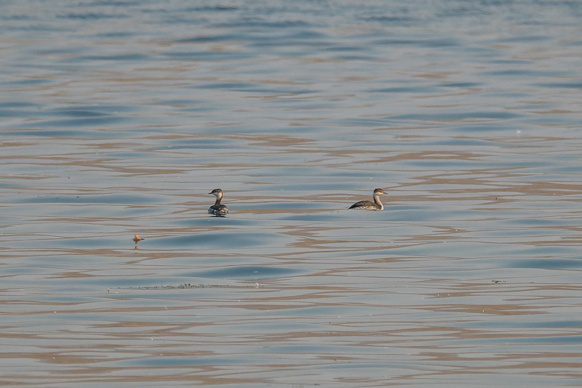 horndykker - ML646595068