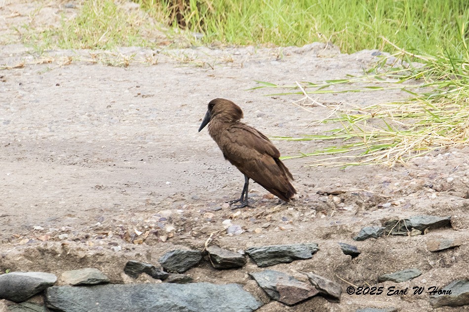 Mailuburua - ML646595069