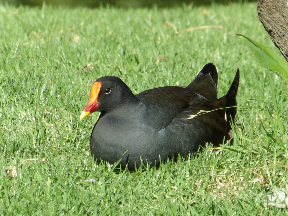 Dusky Moorhen - ML646595070