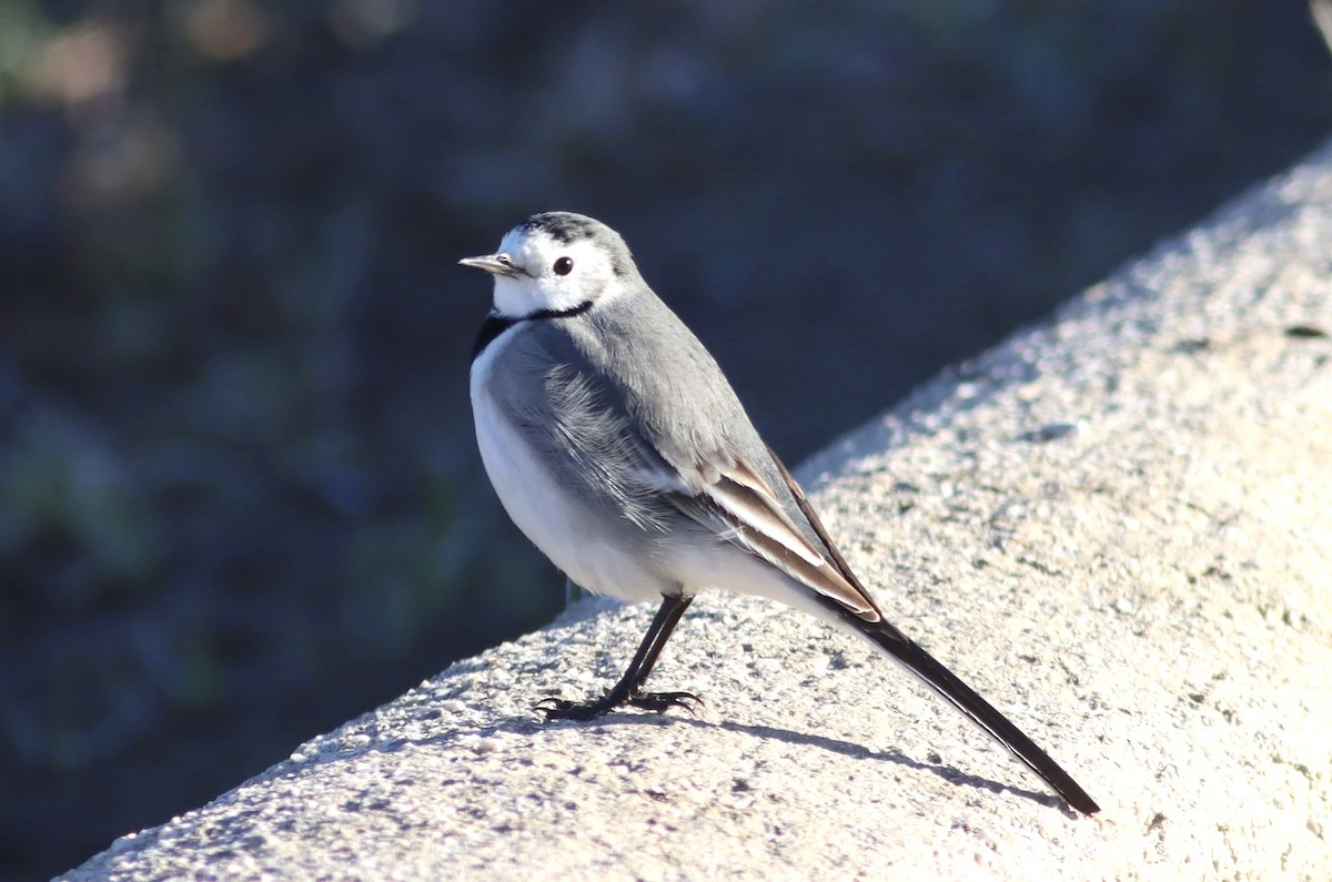 konipas bílý - ML646595071