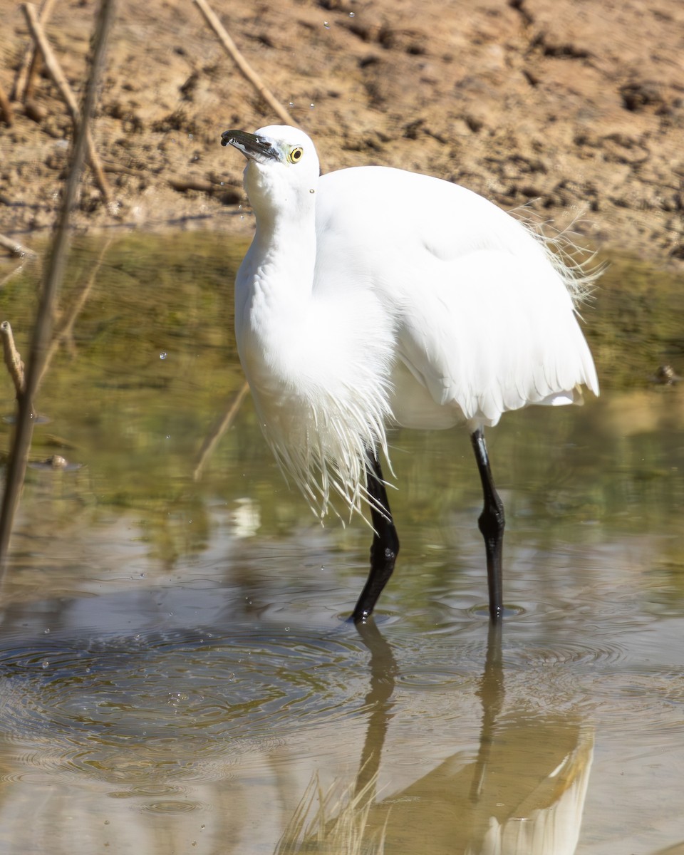 Little Egret - ML646595073