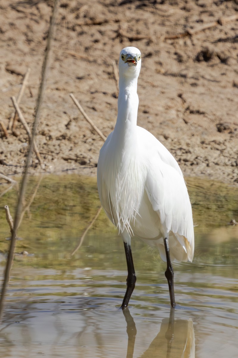 Little Egret - ML646595074