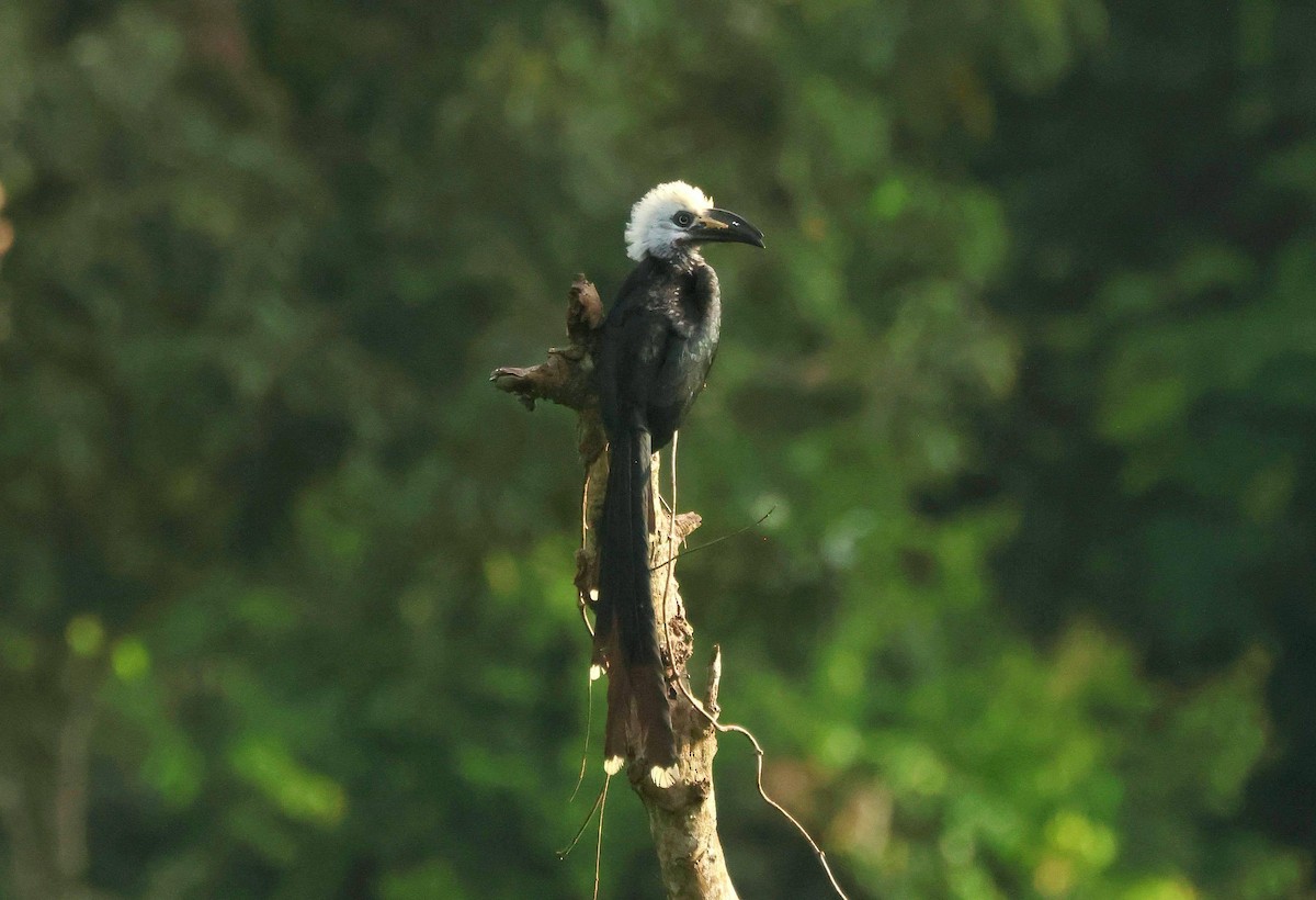 Western Long-tailed Hornbill - ML646595086