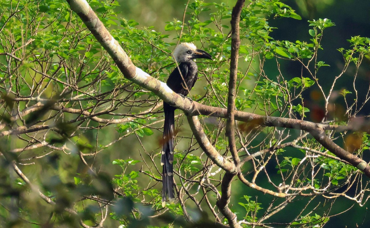 Western Long-tailed Hornbill - ML646595087