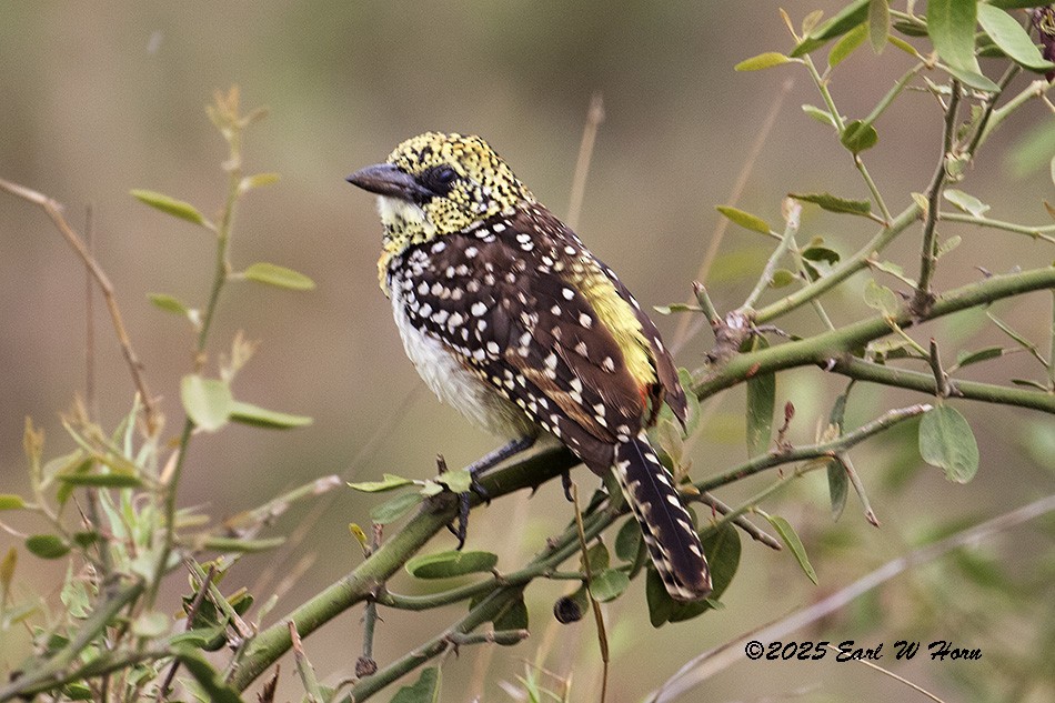 D'Arnaud's Barbet - ML646595089