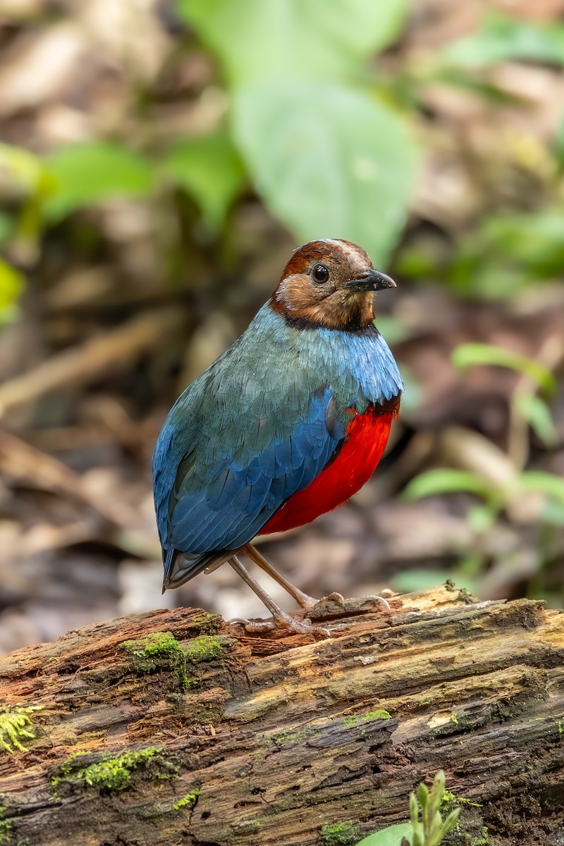 Sulawesi Pitta - ML646595090