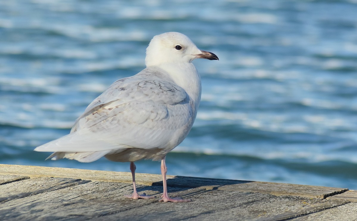 Iceland Gull - ML646595091