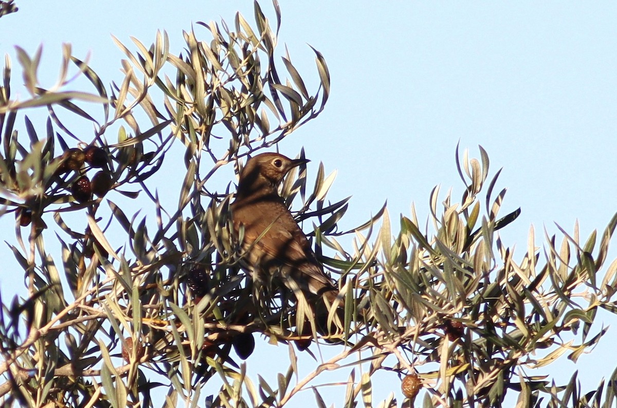 Дууч хөөндэй - ML646595092