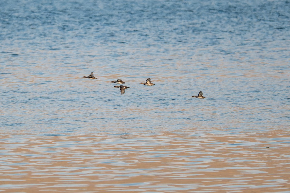 hjelmfiskand - ML646595093