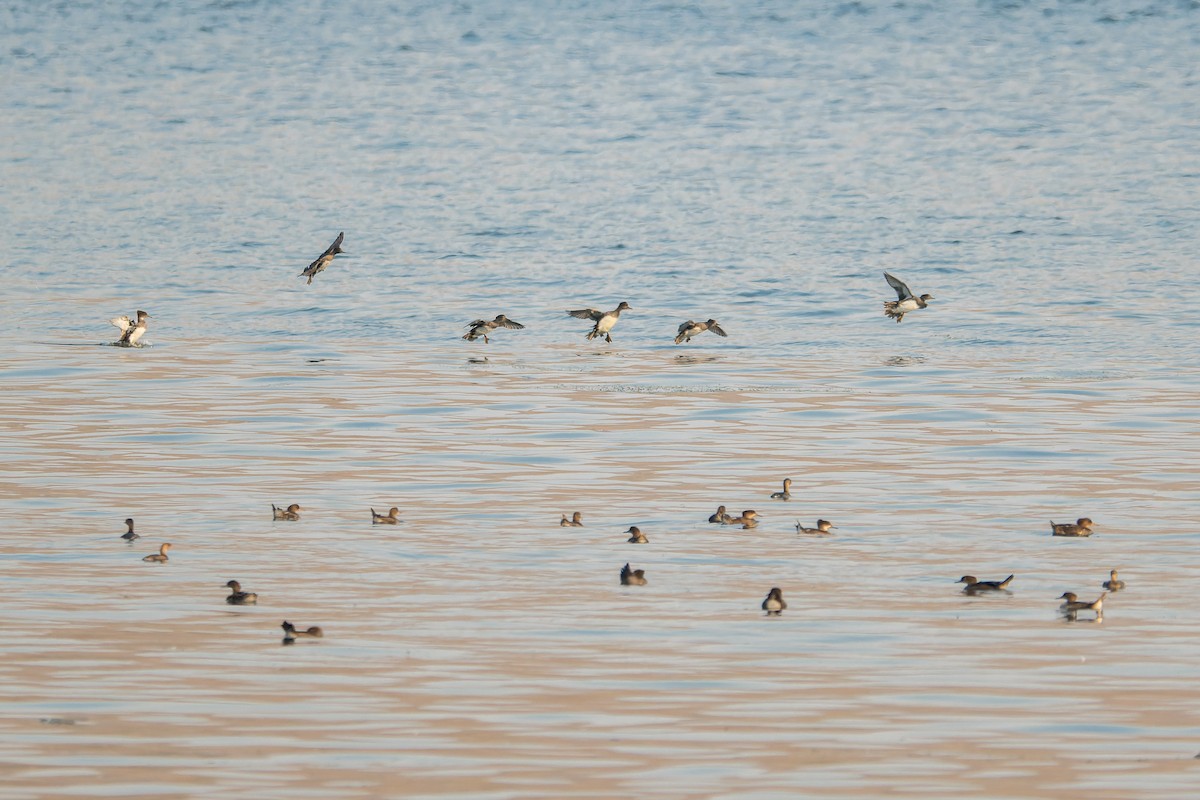 hjelmfiskand - ML646595094