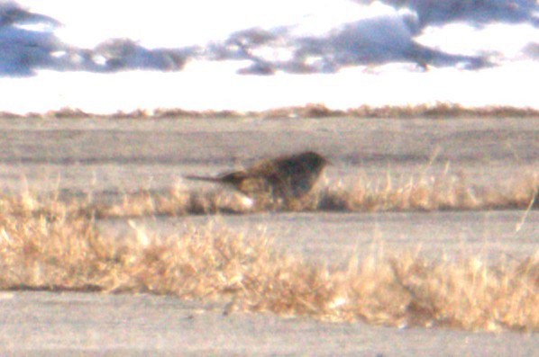 Chestnut-collared Longspur - ML646595095