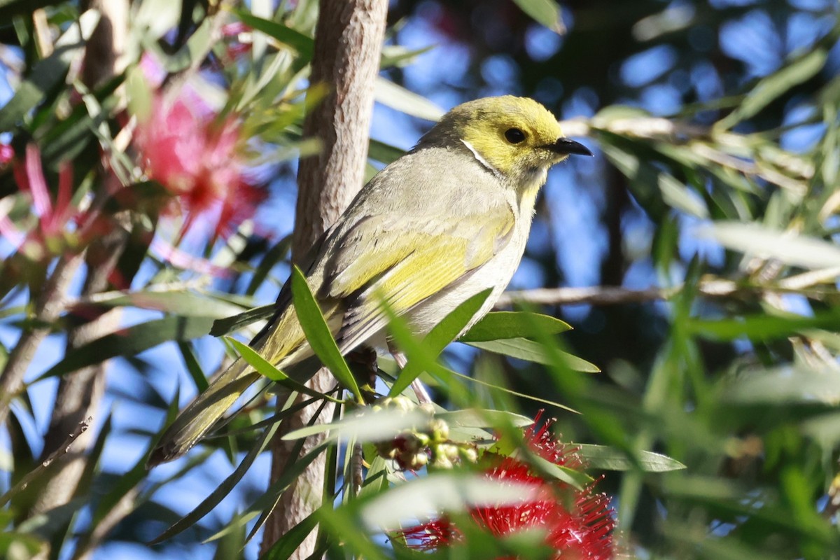 White-plumed Honeyeater - ML646595116