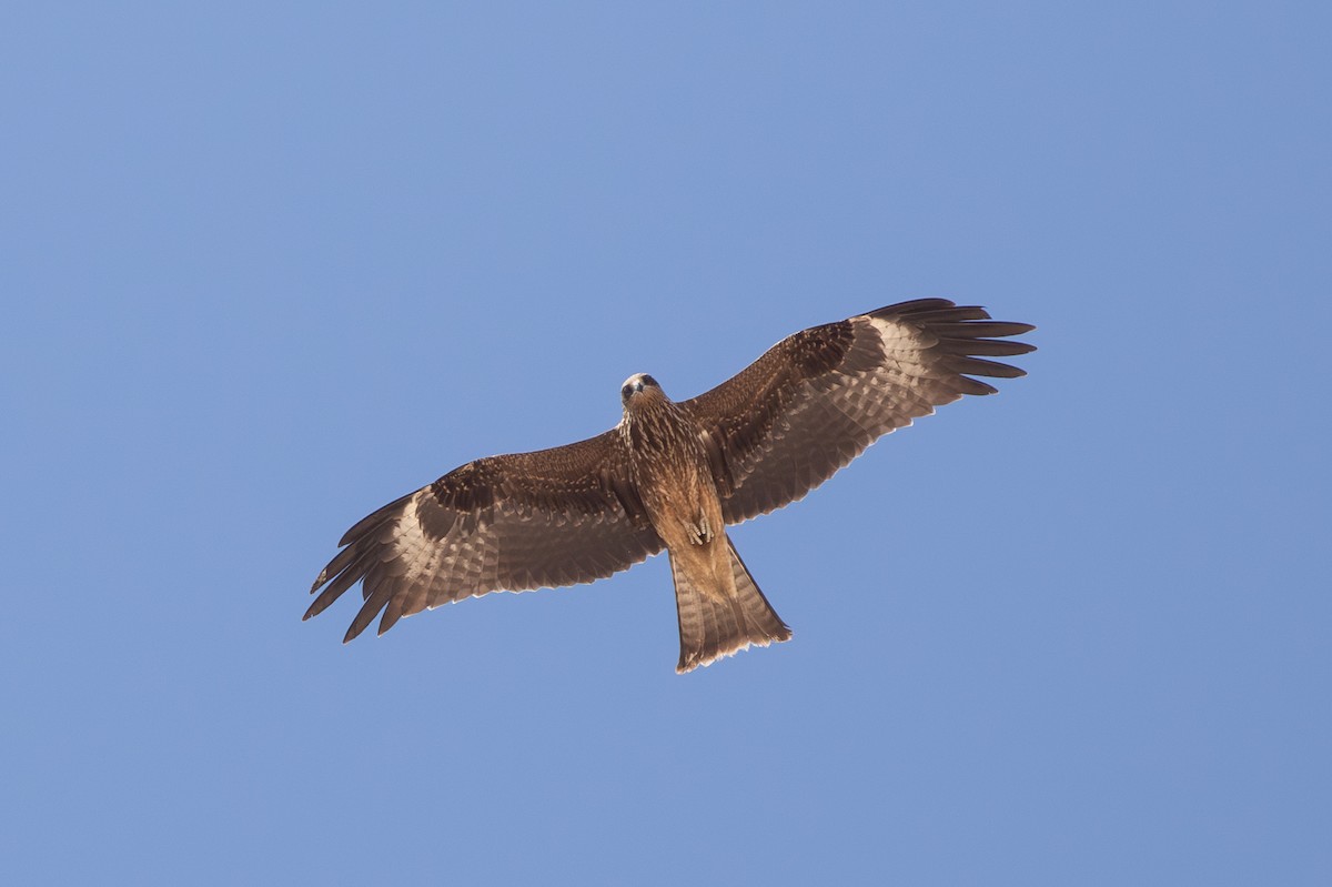 Black Kite (Black-eared) - ML646595117