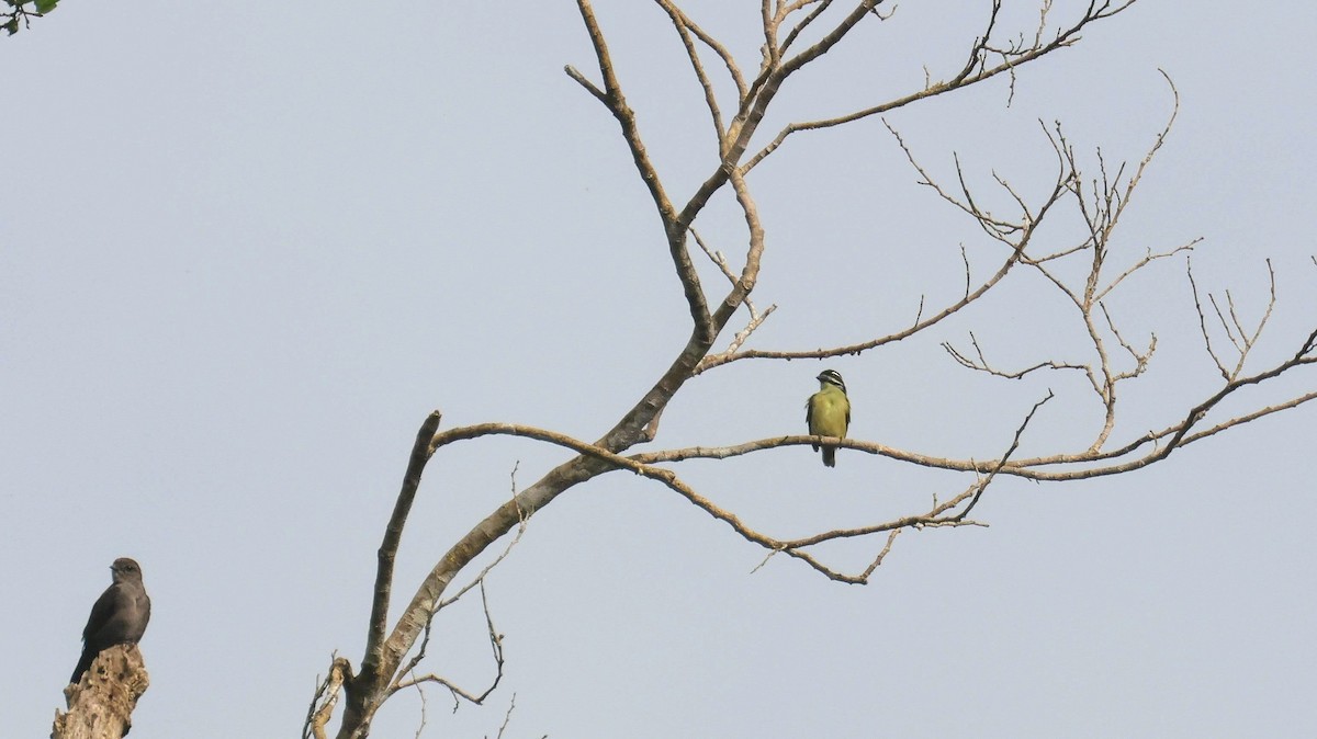 Yellow-throated Tinkerbird - ML646595119