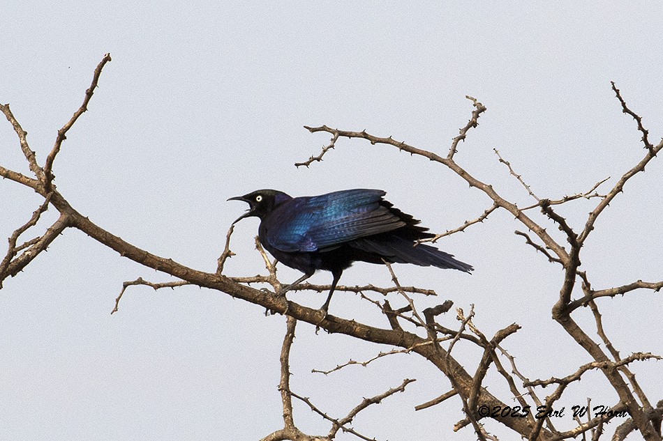 Rüppell's Starling - ML646595122