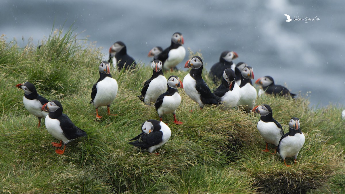 Atlantic Puffin - ML646595123