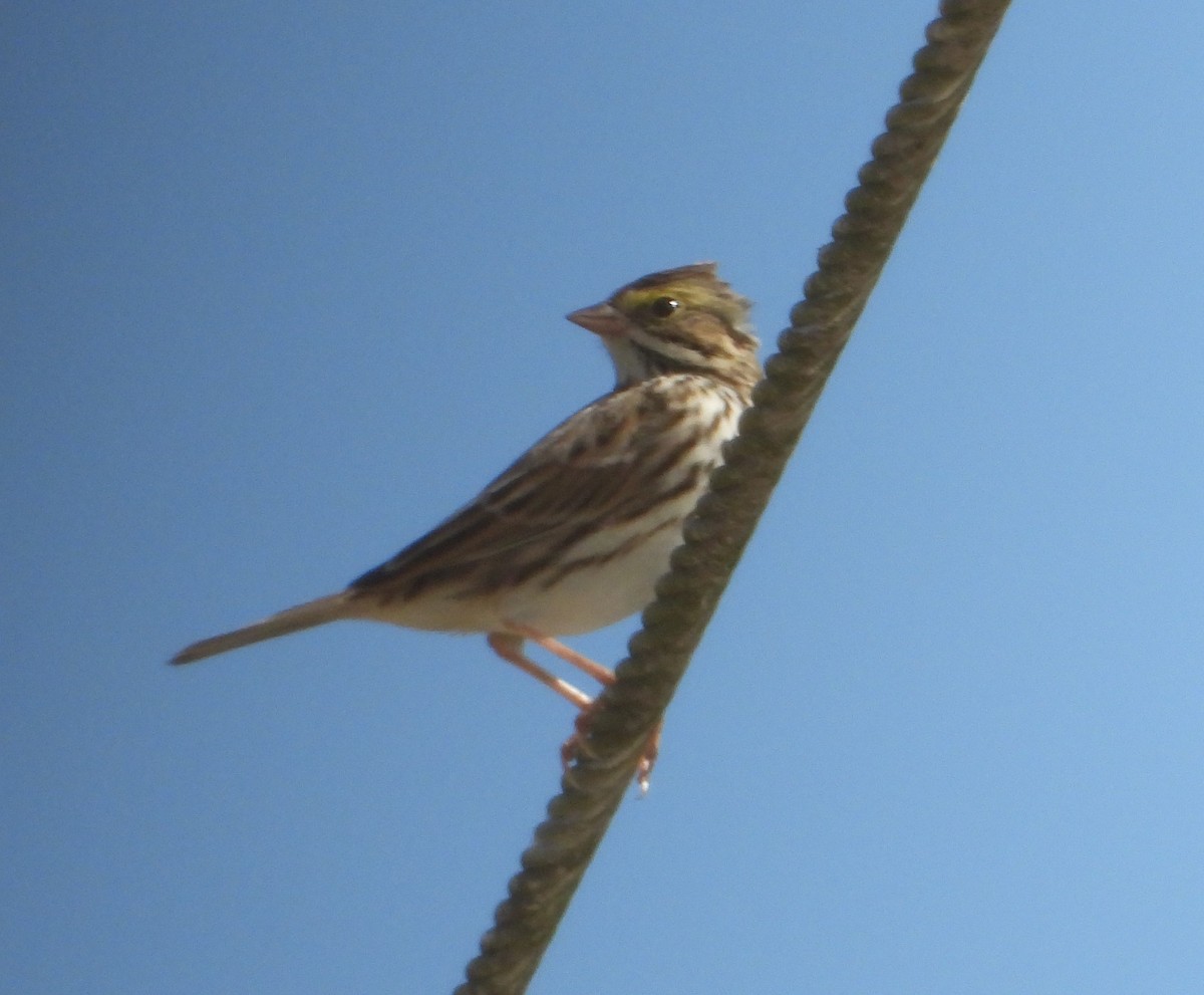 Savannah Sparrow - ML646595128