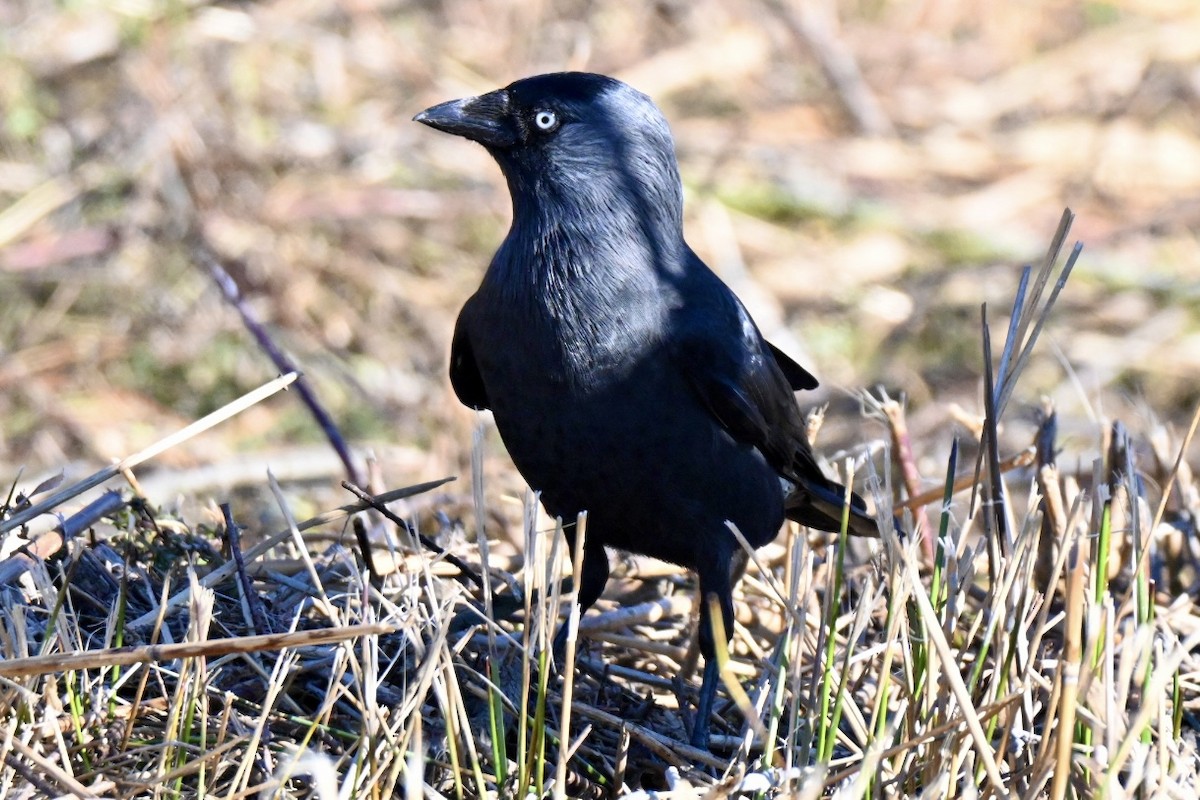 Харлаг хэрээ - ML646595130