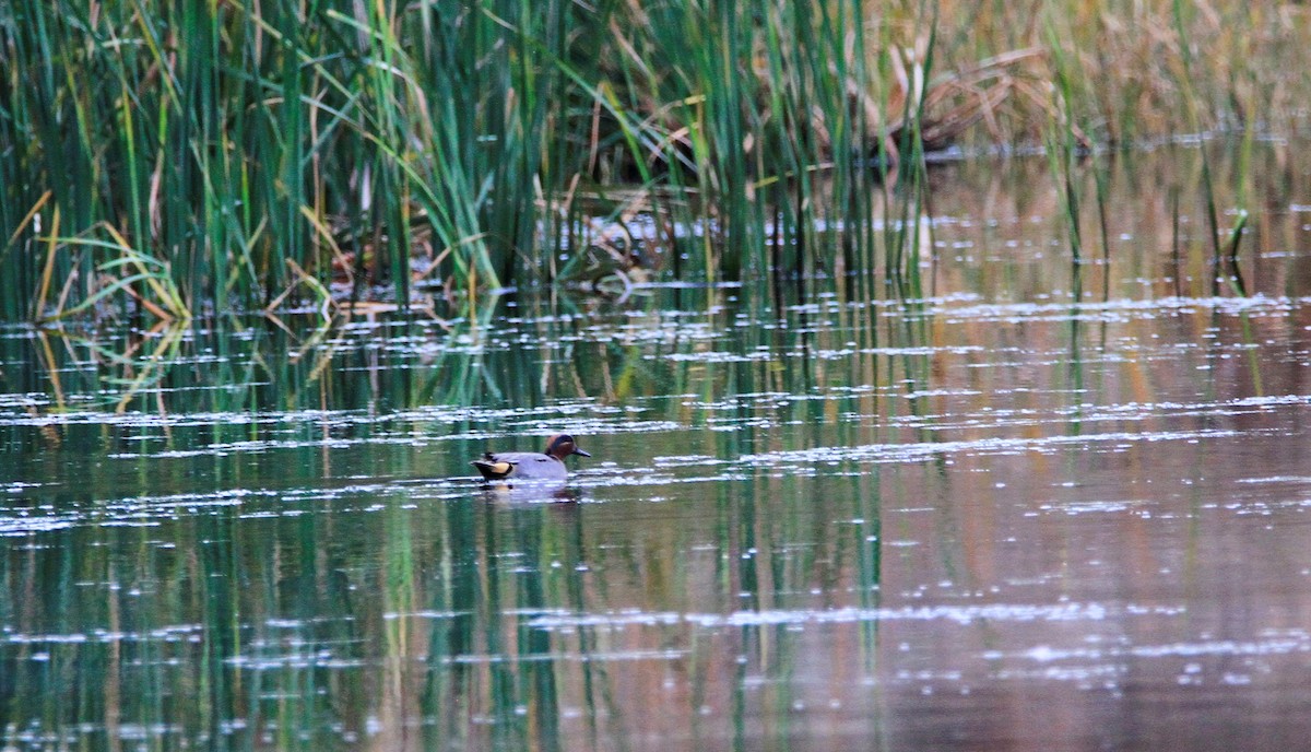 čírka obecná - ML646595132