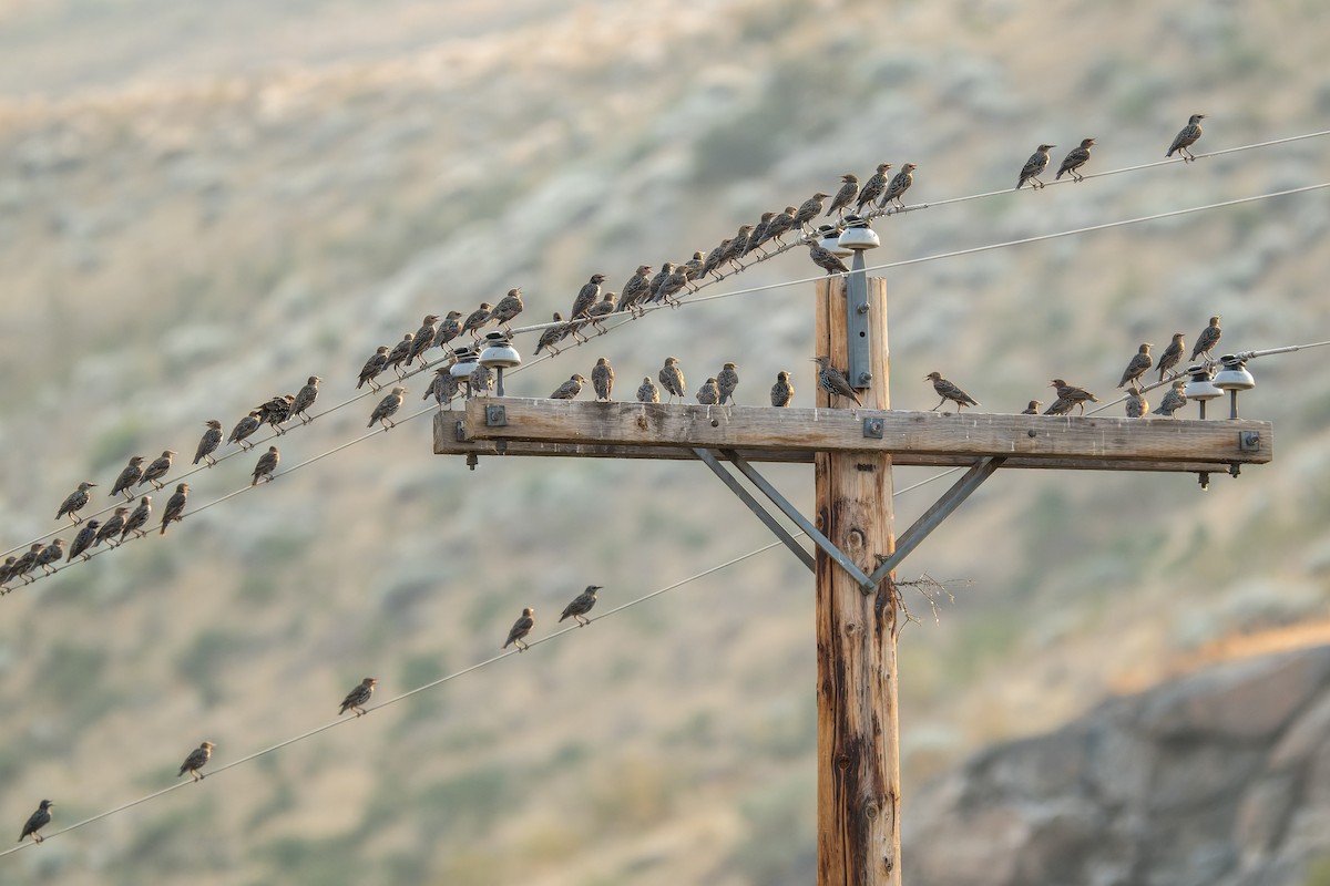 European Starling - ML646595134