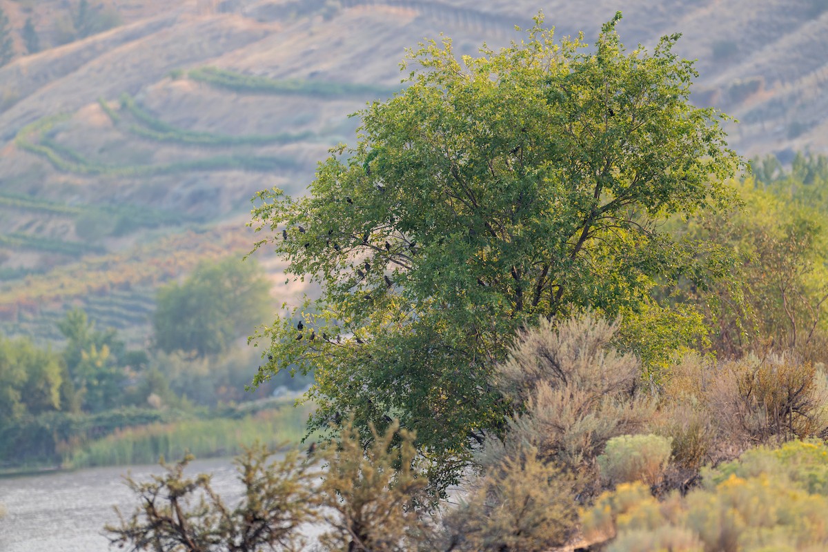 European Starling - ML646595135