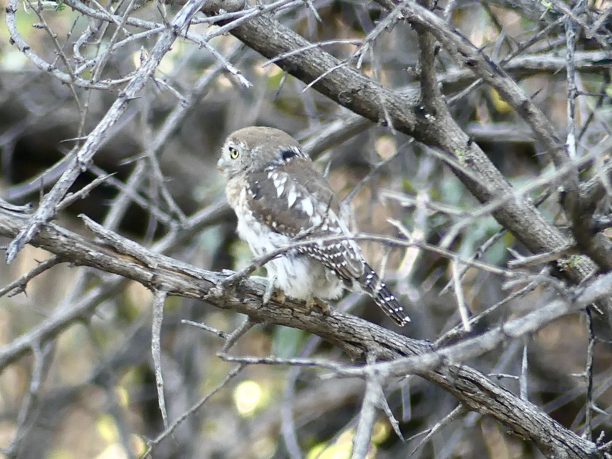 Pearl-spotted Owlet - ML646595136