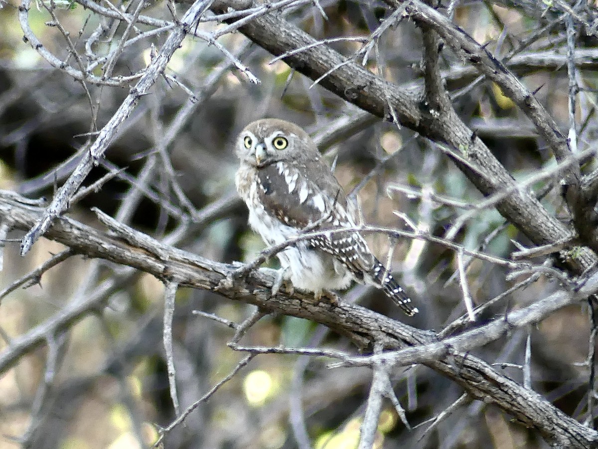 Pearl-spotted Owlet - ML646595137