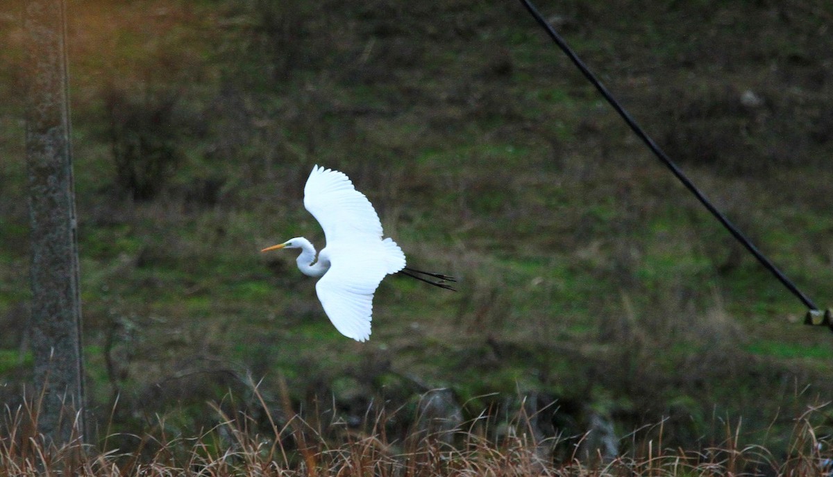 volavka bílá - ML646595142