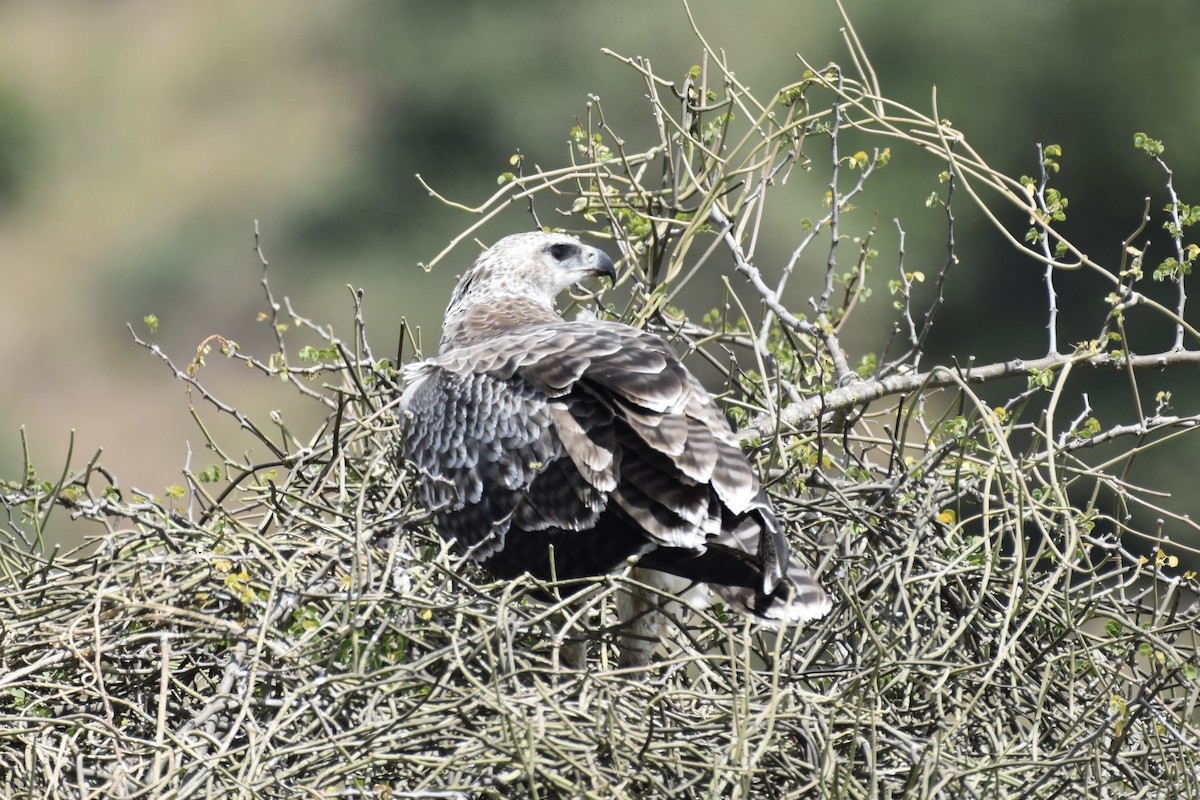 Martial Eagle - ML646595157