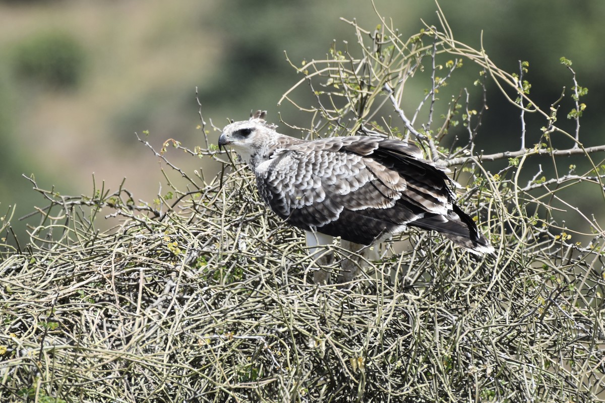 Martial Eagle - ML646595158