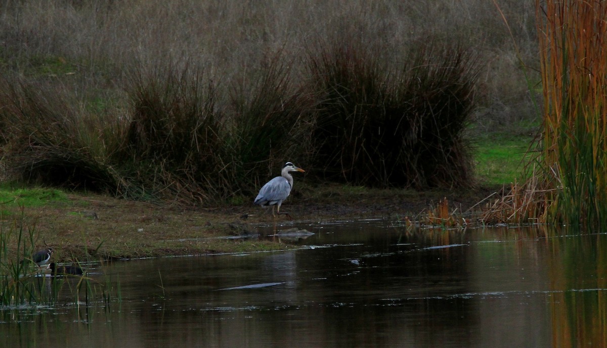 volavka popelavá - ML646595159