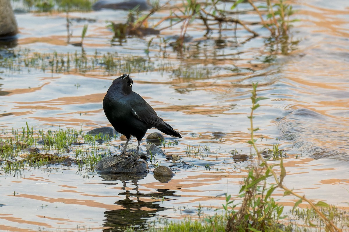 purpurhodetrupial - ML646595161