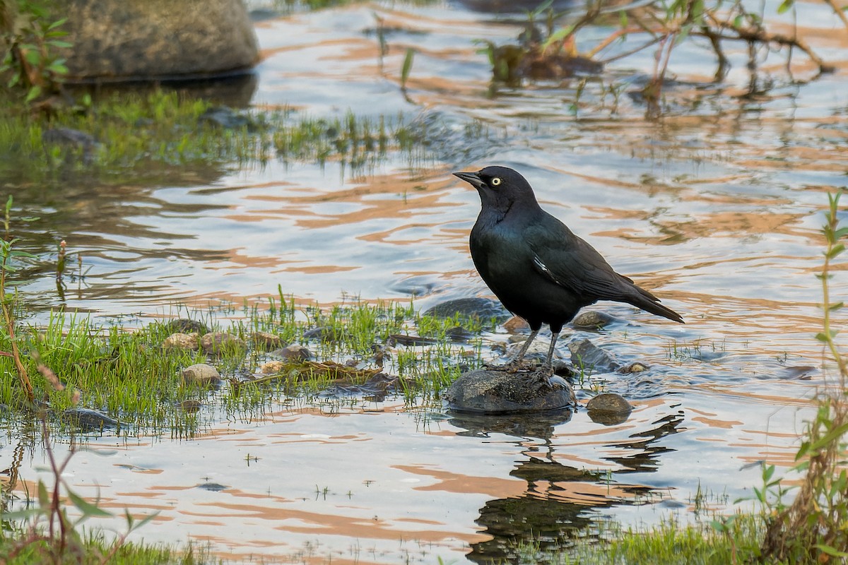 purpurhodetrupial - ML646595162