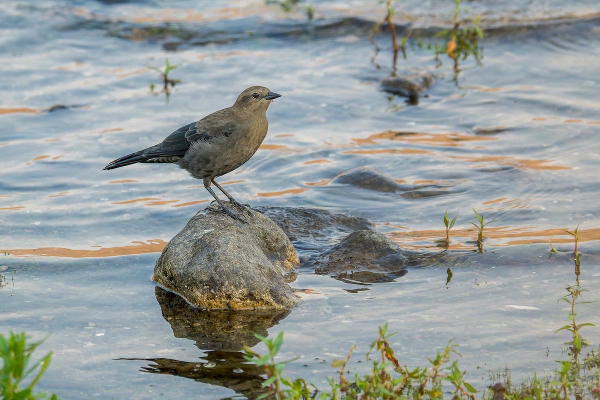 purpurhodetrupial - ML646595167