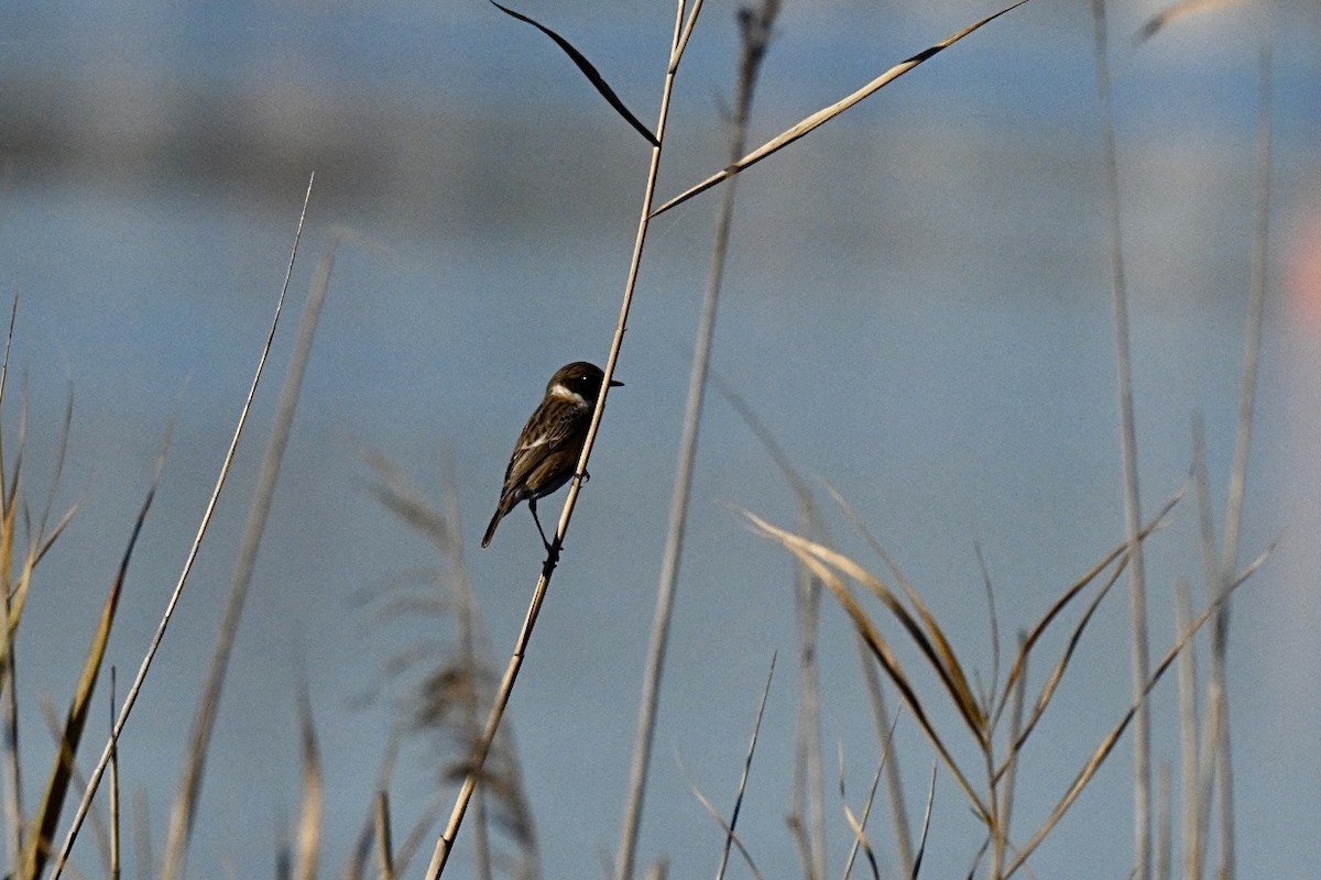 European Stonechat - ML646595170