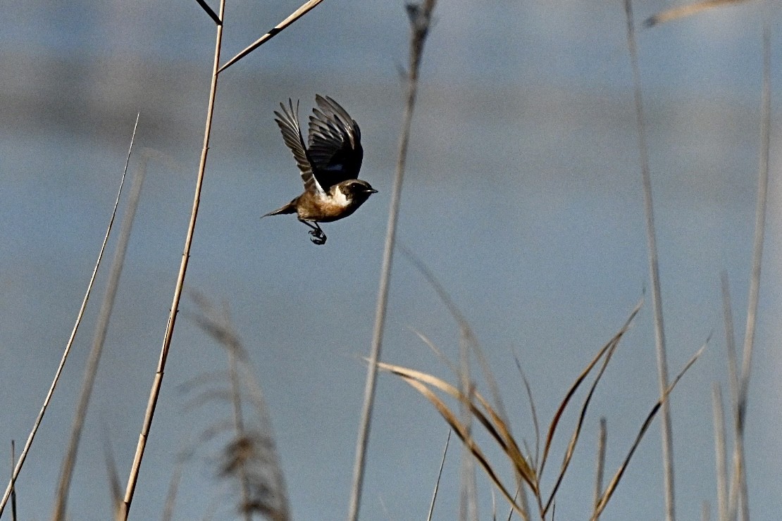 European Stonechat - ML646595171
