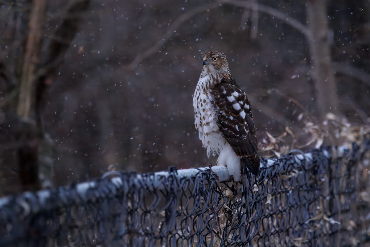 Cooper's Hawk - ML646595172