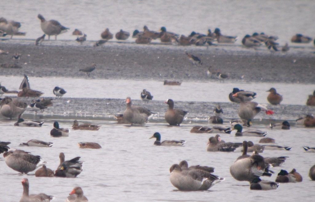 Гуска мала - ML646595177