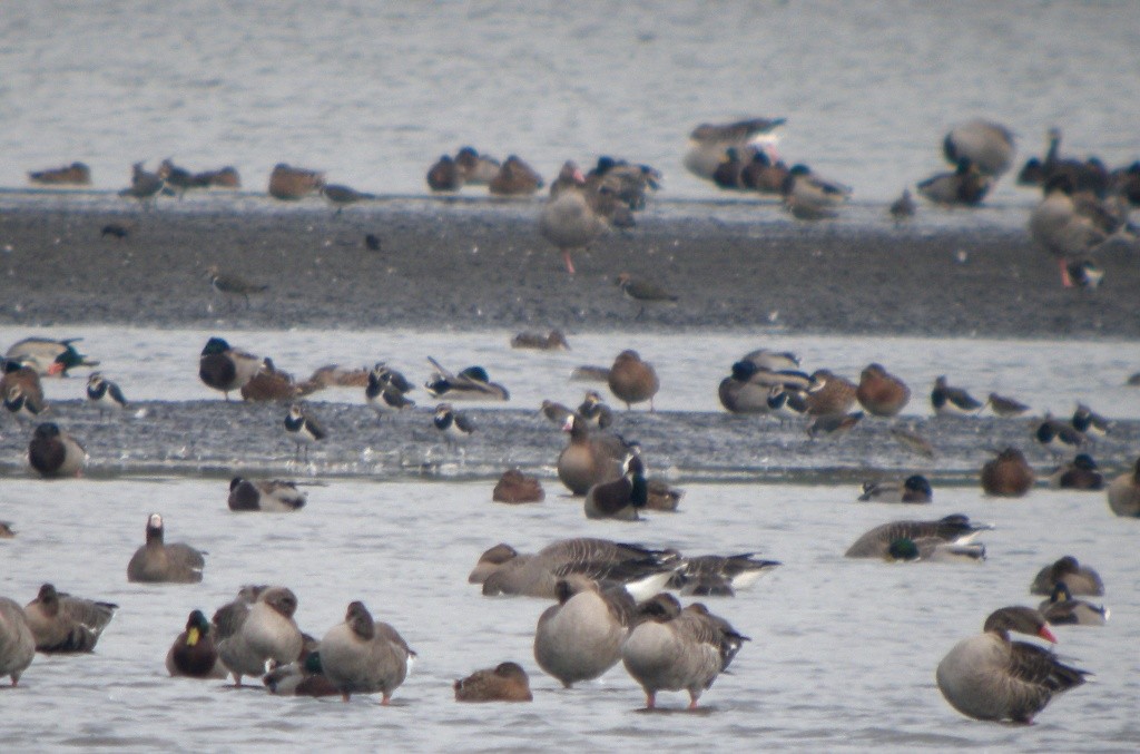 Гуска мала - ML646595178