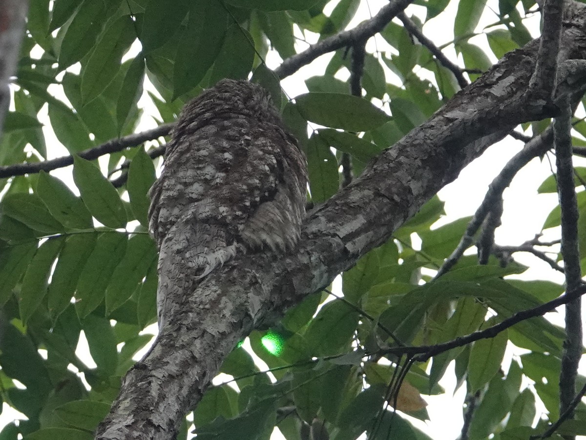 Great Potoo - ML646595179