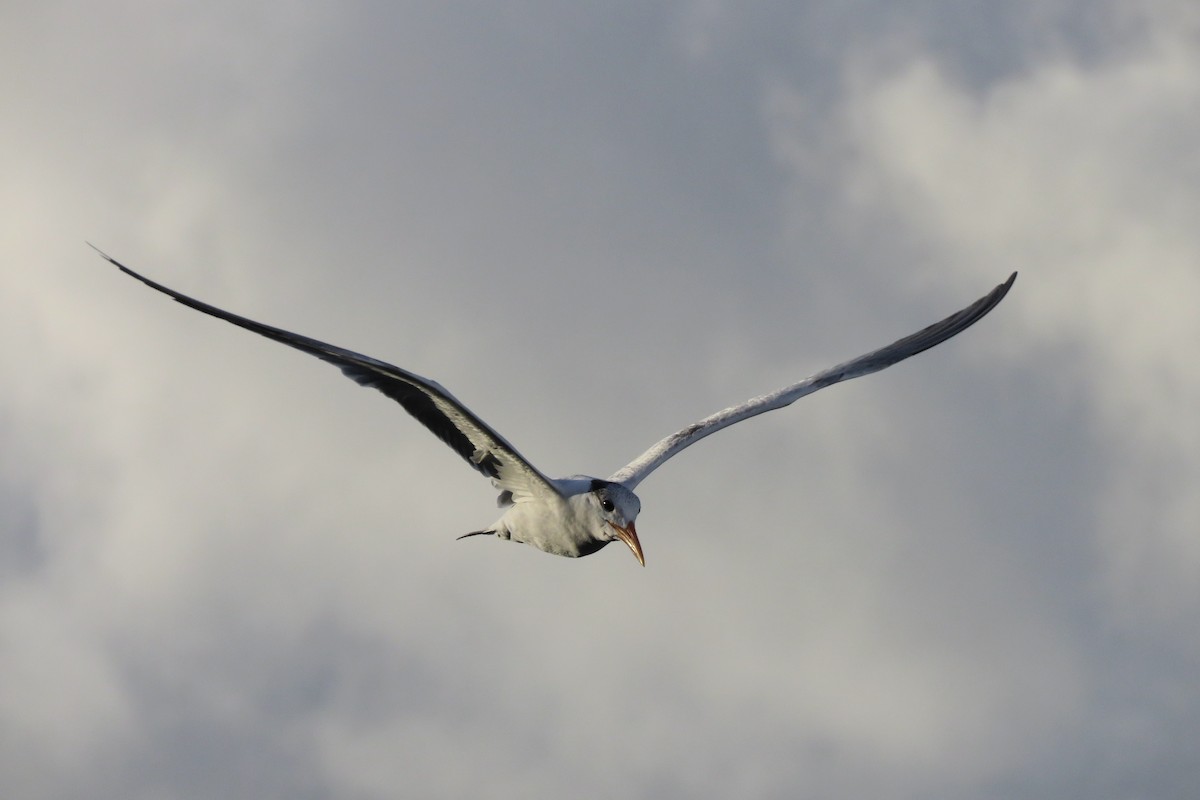 Royal Tern - ML646595186