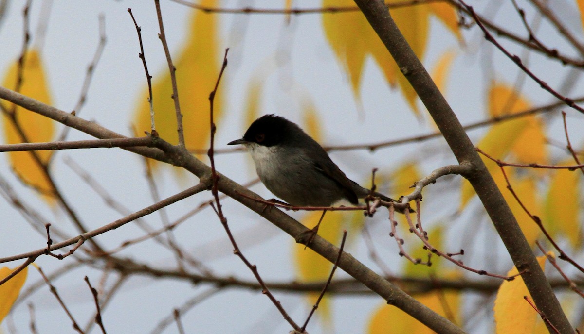 pěnice bělohrdlá - ML646595189