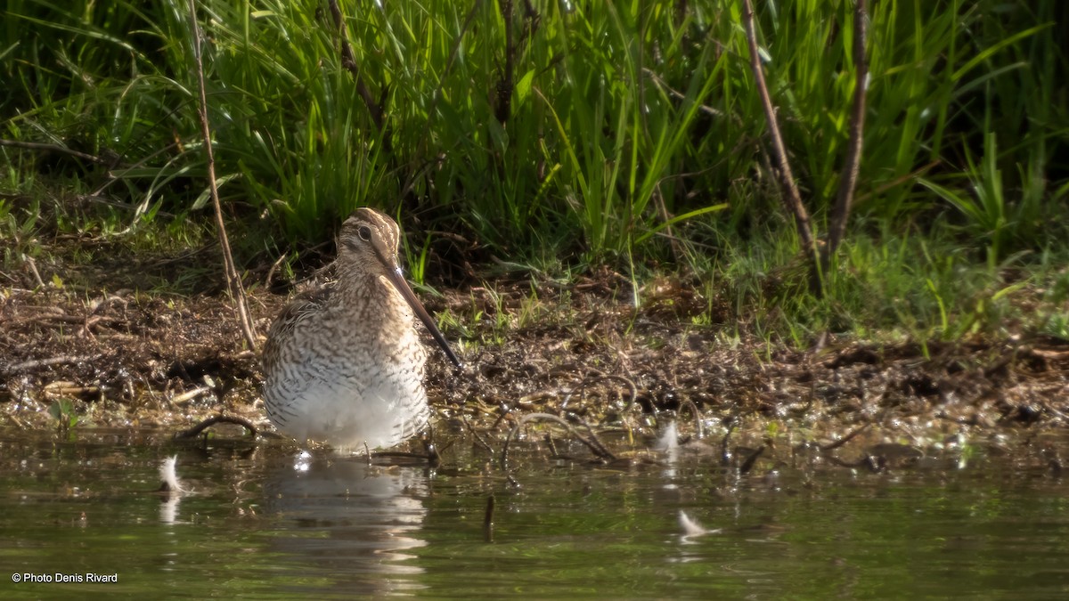 Latham's Snipe - ML646595192