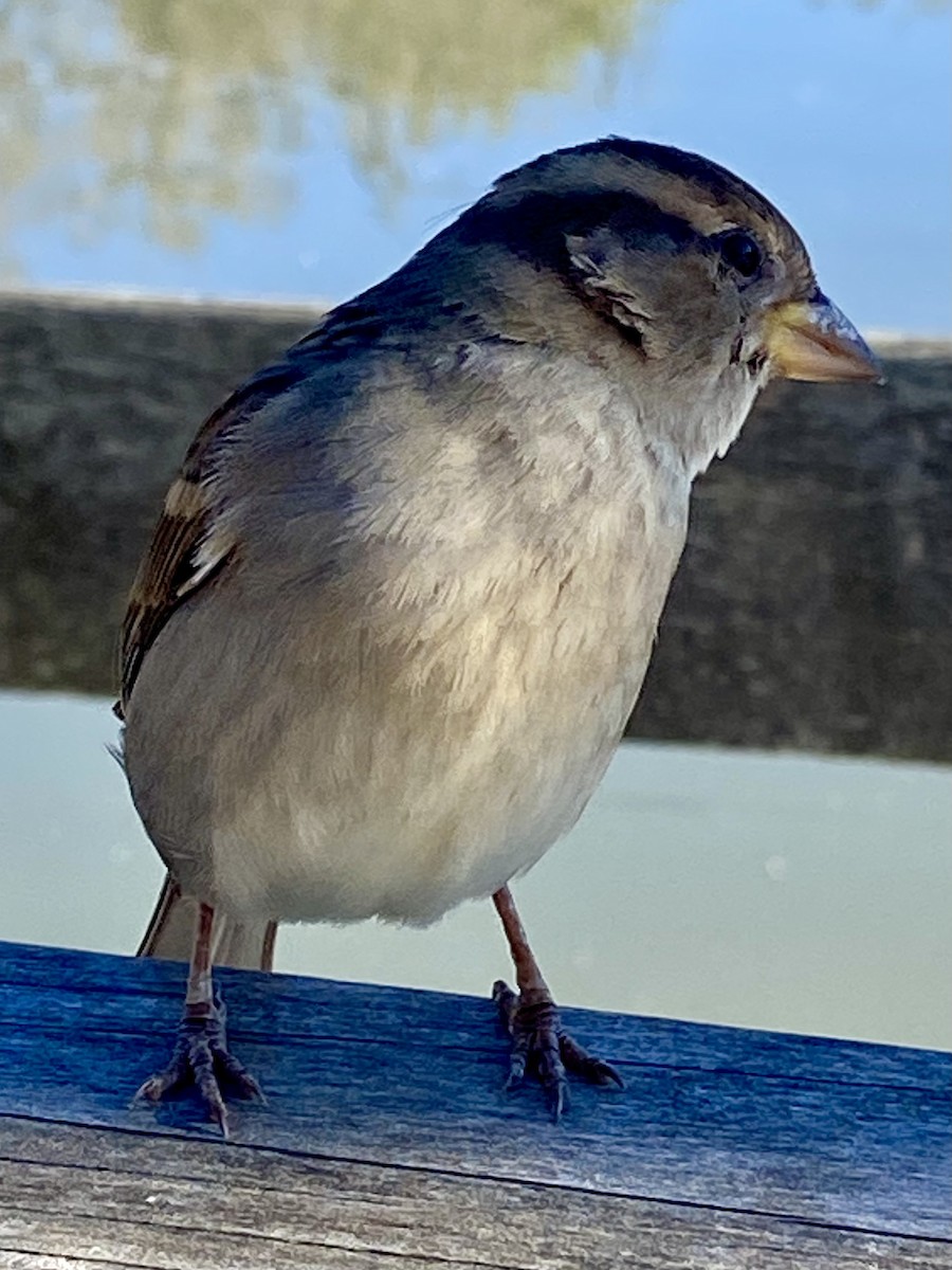 vrabec domácí - ML646595193