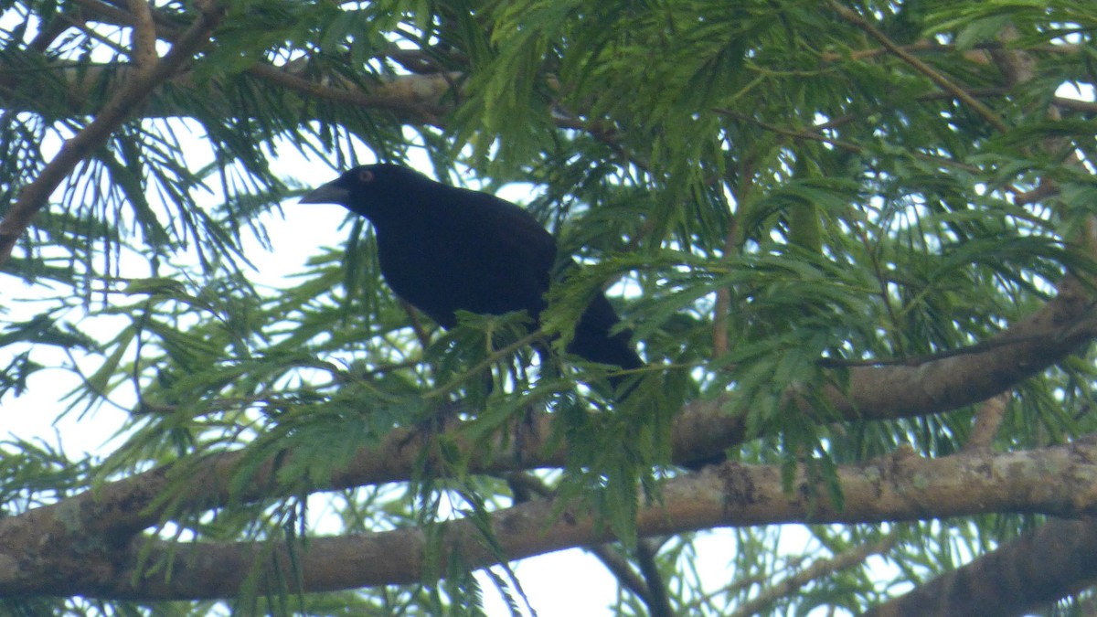 Giant Cowbird - ML646595195