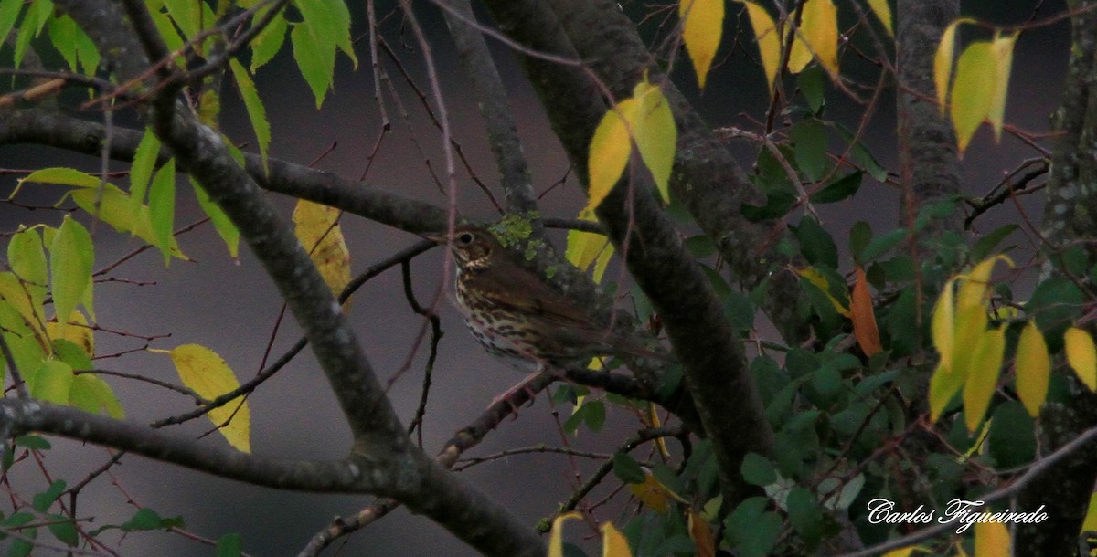 drozd zpěvný - ML646595201