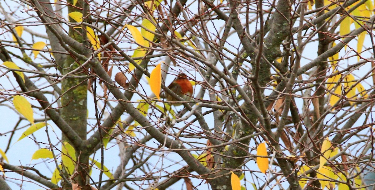 červenka obecná - ML646595207